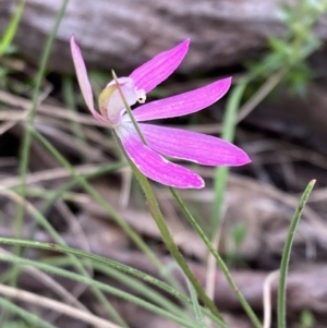 Caladenia carnea at Yaouk, NSW - suppressed