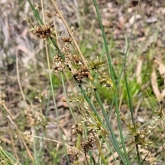 Juncus sp. (A Rush) at Glen Fergus, NSW - 18 Nov 2022 by trevorpreston