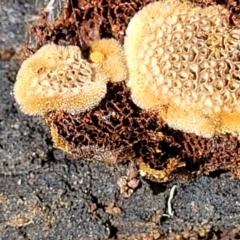 Coltriciella tasmanica at Coornartha Nature Reserve - 18 Nov 2022 by trevorpreston