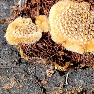 Coltriciella tasmanica at Glen Fergus, NSW - 18 Nov 2022 by trevorpreston