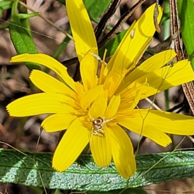 Microseris walteri (Yam Daisy, Murnong) at Glen Fergus, NSW - 18 Nov 2022 by trevorpreston