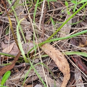 Microseris walteri at Glen Fergus, NSW - 19 Nov 2022