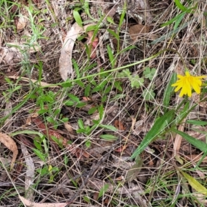 Microseris walteri at Glen Fergus, NSW - 19 Nov 2022