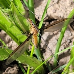 Leptotarsus (Macromastix) costalis (Common Brown Crane Fly) at Coornartha Nature Reserve - 18 Nov 2022 by trevorpreston