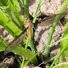 Leptotarsus (Macromastix) costalis at Glen Fergus, NSW - 19 Nov 2022