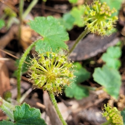 Hydrocotyle laxiflora (Stinking Pennywort) at Coornartha Nature Reserve - 18 Nov 2022 by trevorpreston