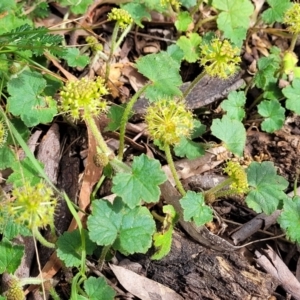 Hydrocotyle laxiflora at Glen Fergus, NSW - 19 Nov 2022 09:49 AM