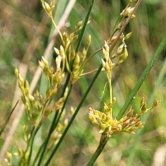 Juncus remotiflorus (A Rush) at Glen Fergus, NSW - 18 Nov 2022 by trevorpreston