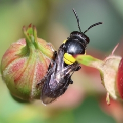 Amphylaeus (Agogenohylaeus) nubilosellus at Wodonga, VIC - 20 Nov 2022 by KylieWaldon