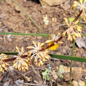 Lomandra multiflora at Glen Fergus, NSW - 19 Nov 2022 09:44 AM