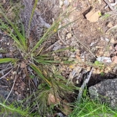 Lomandra multiflora at Glen Fergus, NSW - 19 Nov 2022 09:44 AM