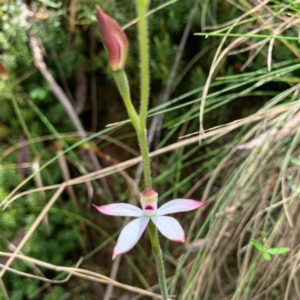 Caladenia moschata at Paddys River, ACT - suppressed