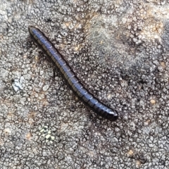 Paradoxosomatidae sp. (family) at Glen Fergus, NSW - 19 Nov 2022