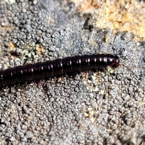 Paradoxosomatidae sp. (family) at Glen Fergus, NSW - 19 Nov 2022