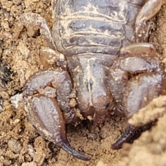 Urodacus manicatus at Glen Fergus, NSW - 19 Nov 2022