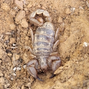 Urodacus manicatus at Glen Fergus, NSW - 19 Nov 2022