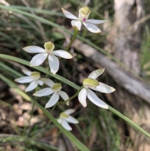 Caladenia moschata at Paddys River, ACT - suppressed