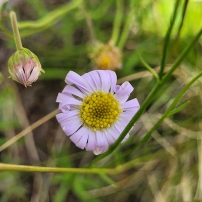 Calotis cuneifolia (Purple Burr-daisy) at Coornartha Nature Reserve - 19 Nov 2022 by trevorpreston