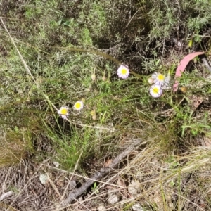 Calotis cuneifolia at Glen Fergus, NSW - 19 Nov 2022 09:42 AM