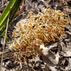 Lomandra multiflora at Glen Fergus, NSW - 19 Nov 2022