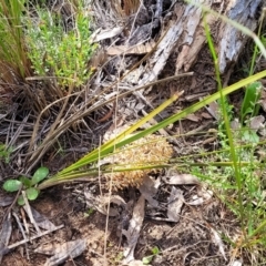 Lomandra multiflora at Glen Fergus, NSW - 19 Nov 2022