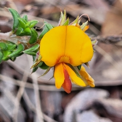 Pultenaea procumbens (Bush Pea) at Coornartha Nature Reserve - 18 Nov 2022 by trevorpreston