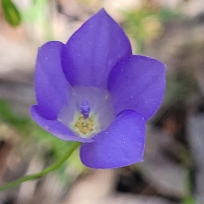 Wahlenbergia sp. (Bluebell) at Coornartha Nature Reserve - 18 Nov 2022 by trevorpreston