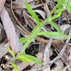 Wahlenbergia sp. at Glen Fergus, NSW - 19 Nov 2022 09:38 AM