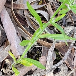 Wahlenbergia sp. at Glen Fergus, NSW - 19 Nov 2022 09:38 AM