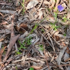 Wahlenbergia sp. at Glen Fergus, NSW - 19 Nov 2022