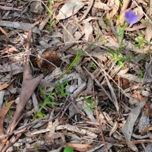 Wahlenbergia sp. at Glen Fergus, NSW - 19 Nov 2022 09:38 AM