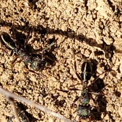 Rhytidoponera sp. (genus) (Rhytidoponera ant) at Glen Fergus, NSW - 18 Nov 2022 by trevorpreston