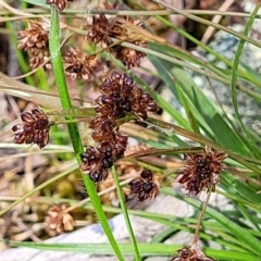 Luzula densiflora (Dense Wood-rush) at Glen Fergus, NSW - 18 Nov 2022 by trevorpreston