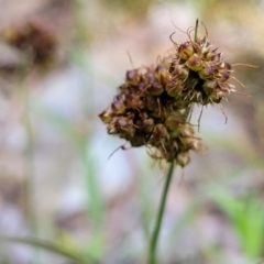 Luzula densiflora at Glen Fergus, NSW - 19 Nov 2022