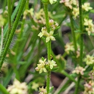 Galium gaudichaudii at Glen Fergus, NSW - 19 Nov 2022