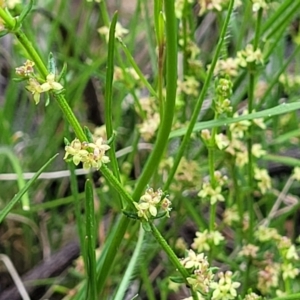 Galium gaudichaudii at Glen Fergus, NSW - 19 Nov 2022