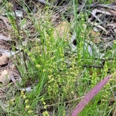 Galium gaudichaudii at Glen Fergus, NSW - 19 Nov 2022 09:34 AM