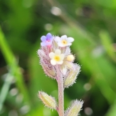 Myosotis discolor (Forget-me-not) at Coornartha Nature Reserve - 18 Nov 2022 by trevorpreston