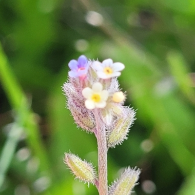 Myosotis discolor (Forget-me-not) at Coornartha Nature Reserve - 18 Nov 2022 by trevorpreston