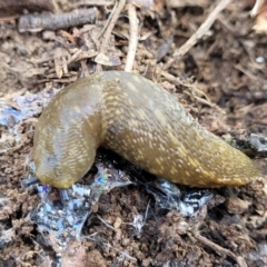 Limacus flavus (Yellow Cellar Slug) at Glen Fergus, NSW - 19 Nov 2022 by trevorpreston