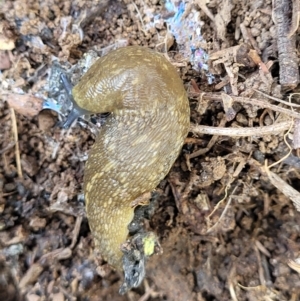 Limacus flavus at Glen Fergus, NSW - 19 Nov 2022 09:29 AM