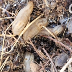 Ambigolimax nyctelia (Striped Field Slug) at Coornartha Nature Reserve - 18 Nov 2022 by trevorpreston