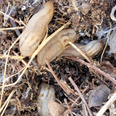Ambigolimax nyctelia (Striped Field Slug) at Glen Fergus, NSW - 18 Nov 2022 by trevorpreston
