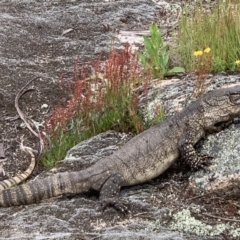 Varanus rosenbergi (Heath or Rosenberg's Monitor) at Rendezvous Creek, ACT - 19 Nov 2022 by cbarrett