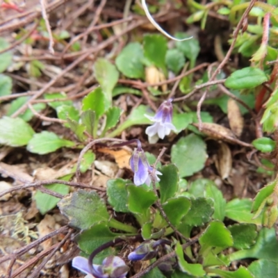 Viola improcera (Dwarf Violet) at Mount Clear, ACT - 19 Nov 2022 by MatthewFrawley