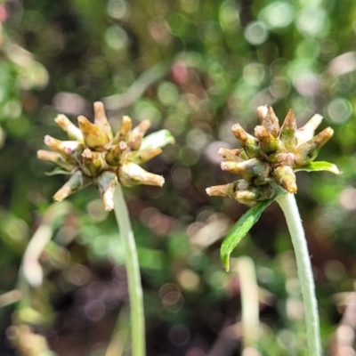 Euchiton japonicus (Creeping Cudweed) at Coornartha Nature Reserve - 19 Nov 2022 by trevorpreston