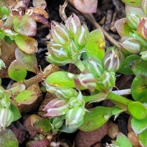 Polycarpon tetraphyllum at Glen Fergus, NSW - 19 Nov 2022