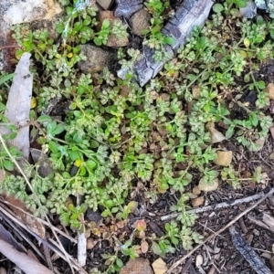 Polycarpon tetraphyllum at Glen Fergus, NSW - 19 Nov 2022 09:27 AM