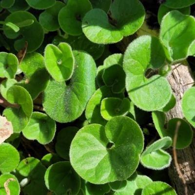 Dichondra repens (Kidney Weed) at Coornartha Nature Reserve - 19 Nov 2022 by trevorpreston