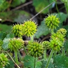 Hydrocotyle laxiflora (Stinking Pennywort) at Glen Fergus, NSW - 18 Nov 2022 by trevorpreston